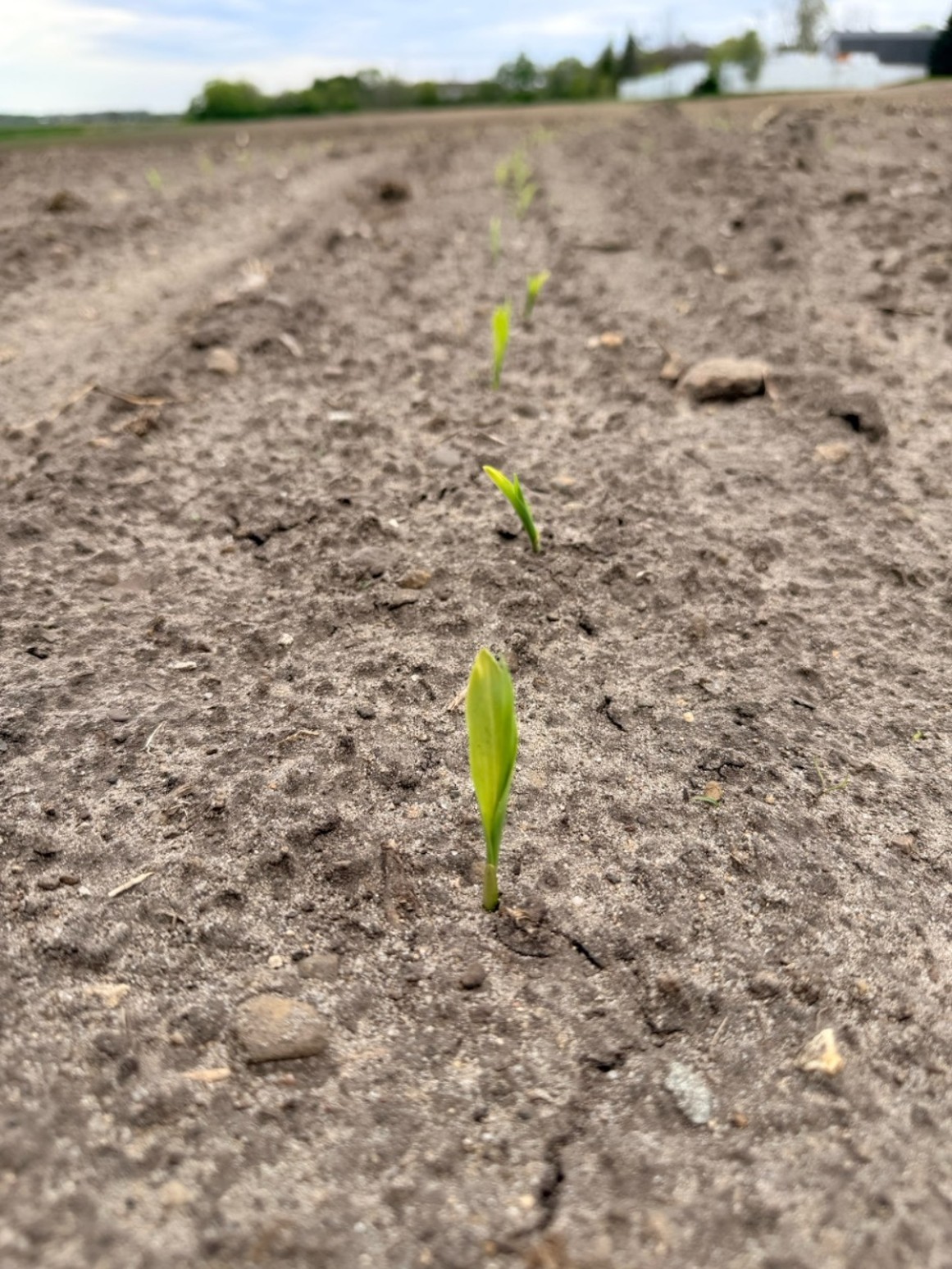 Sweet corn plants starting to emerge from the ground.